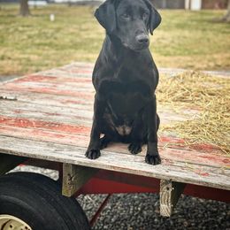 Labrador Retriever Puppies from Holyoke Kennel