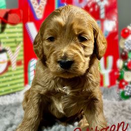 Blitzen - Red  male Goldendoodle puppy in Travelers Rest, South Carolina from Bailey Mountain Doodles