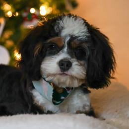 Levi - Cavapoo