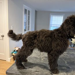 Poodle All Grown Up from Beyond the Standard