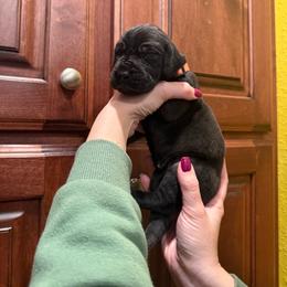 Pink collar - Black female Great Dane puppy in Ider, Alabama from Sand Mountain Danes LLC