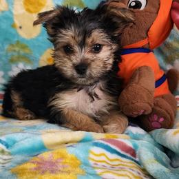 Girl 2 - Black and tan female Yorkipoo puppy in The Villages, Florida from My Precious Pups