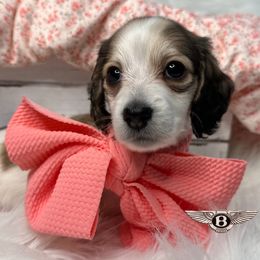 Bentley - Piebald Dachshund puppy in Murfreesboro, Tennessee from Kimbrie's Dream Cream Doxies