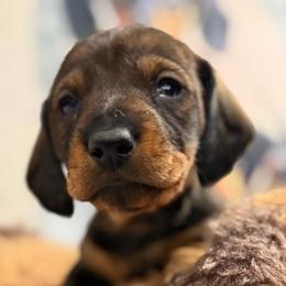 Heidi - Wild boar female Dachshund puppy in Superior, Montana from Never Land Dachshunds of Montana