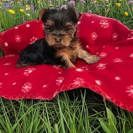 Sunshine - Black and tan female Yorkshire Terrier puppy in Jacksonville, Florida from Bayview Yorkies