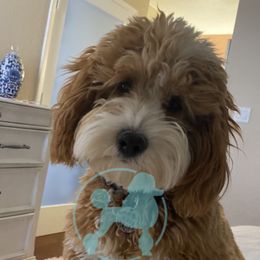 Teddy - Cavapoo