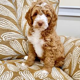 Snowdrop - Red  female Goldendoodle puppy in Jones, Michigan from KaZoo Doodles