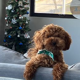 Maltipoo Puppies from Ollie-Pop Paws Breeding