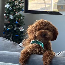 Maltipoo Puppies from Ollie-Pop Paws Breeding