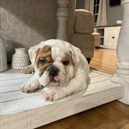 Bulldog and French Bulldog Puppies from The Georgia Bully Bunch