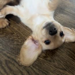 Dachshund Puppies from Zacha’s Doxie House