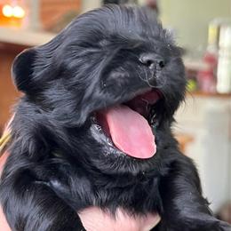 Franklin - Black male Shih Tzu puppy in Bloomfield, Indiana from Meihem Pups