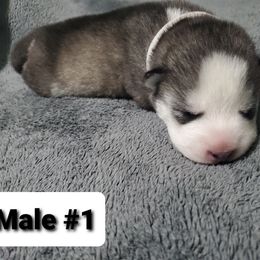 Siberian Husky Puppies from Sunrise Siberians