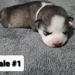 Siberian Husky Puppies from Sunrise Siberians