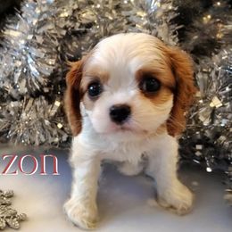 Corazon - Blenheim female Cavalier King Charles Spaniel puppy in Rockville, Maryland from Skais the Limit Cavaliers