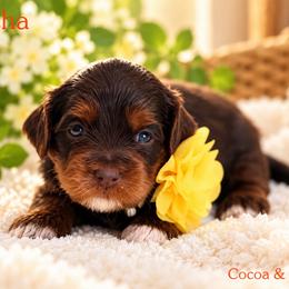 Mocha - Chocolate female Australian Labradoodle puppy in Diamond Bar, California from Furrytaildoodles
