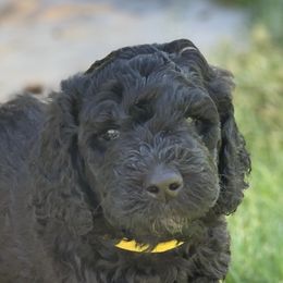 Poodle Puppies from Standard Poodle and Doodles