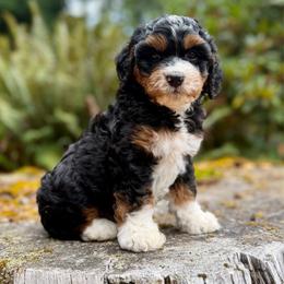 Jaq (Orange Collar) - Tri-color male Bernedoodle puppy in Stanwood, Washington from Butter Cup Pups and Paws