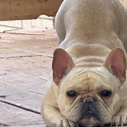 French Bulldogs from Heart and Soul French Bulldogs