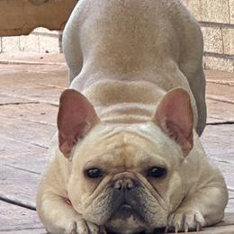 French Bulldogs from Heart and Soul French Bulldogs