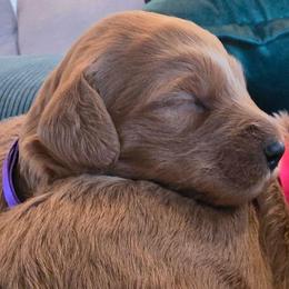 Emerald (Emmy) - Red  female Goldendoodle puppy in Red Oak, Iowa from Fisher Pups-Stay Golden with a Doodle
