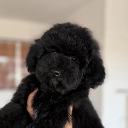 Girl 2 - Black & white female Maltipoo puppy in San Diego, California from Maltipoos SD