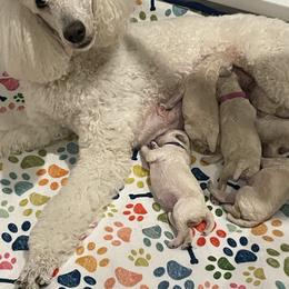 Poodle Puppies from Savicah Poodles