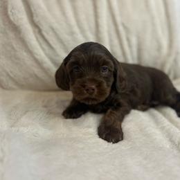 Mac - Brown male Cockapoo puppy in Maurice, Louisiana from Cajun Cockapoo’s