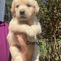 Orange - Golden female Golden Retriever puppy in Jesup, Georgia from Painted Platinum Retrievers (Painted Platinum Kennel) PPK