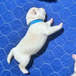 Sora - Cream male Shiba Inu puppy in Inverness, Florida from Shore Thing Shiba’s