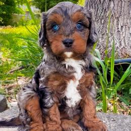 Chai - Merle female Cavapoo puppy in Salt Lake City, Utah from SunnySide Mini Doodles