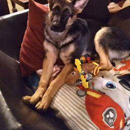 German Shepherd Puppies from Kaiser + Leyna