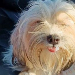 Princess - Lhasa Apso