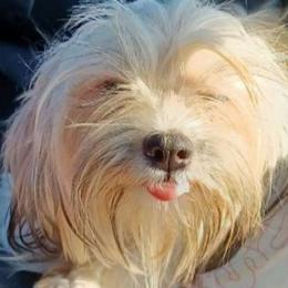 Princess - Lhasa Apso