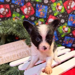 Jingle - White and black male Papillon puppy in Joshua, Texas from Summertime Kennels