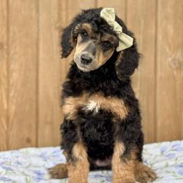 Elphaba - Phantom female Poodle puppy in Bellville, Ohio from Cedar Ridge Standard Poodles