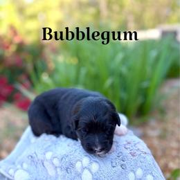 Bubblegum - Black tri-color female Australian Shepherd puppy in Jena, Louisiana from Diamond 5 Aussies