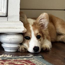 Petunia - American Corgi