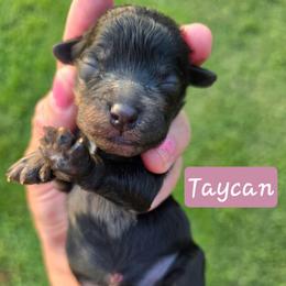 Taycan - female Cavapoochon puppy in Bullard, Texas from Cavapoochon Central LLC