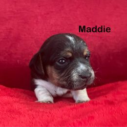 Pocket Beagle Maggie - Black tan and white female Beagle puppy in Gentry, Arkansas from HC Puppy Ranch