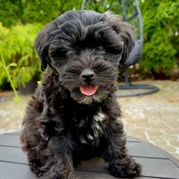 Max - Black male Yorkipoo puppy in New Britain, Connecticut from Goldendoodles Stars LLC