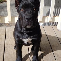 Nala - Black female Cane Corso puppy in Diamond Springs, California from Solo Uno Cane Corso