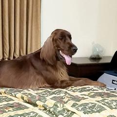 Ember - Irish Setter
