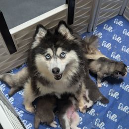 Pup 2 - Gray and white male Pomsky puppy in Hurleyville, New York from My Crazy Pomskys