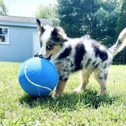 "Silas- 3 months old" Miniature Australian Shepherd Puppies from Integrity Aussies Tx