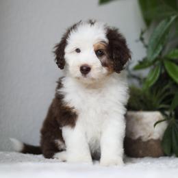 Daisy - Red tri-color female Aussiedoodle puppy in Tonopah, Arizona from Kae's Kennels