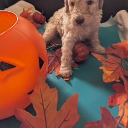 Sadie - Cream female Poodle puppy in Edgefield, South Carolina from Bettna standard poodle
