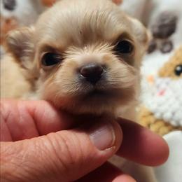 Roman - Gold and white male Chihuahua puppy in Gerald, Missouri from OutLaw Chihuahua's