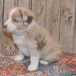 Gypsy - Red merle female Australian Shepherd puppy in San Tan Valley, Arizona from Mott Ranch - Blazin' Sun Aussies