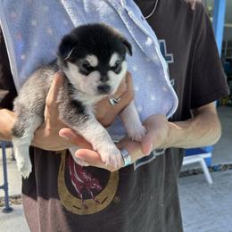 Handsome - Black and white male Alaskan Klee Kai puppy in Palm Harbor, Florida from Klee Kai Breeders with Love